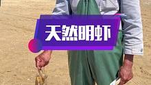 渔民起早贪黑捕捞回来的大明虾，够靓，吃了会夜夜笙歌哇