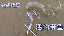 小丁赶海，抓到活的带鱼，鱼身上好像刷了油漆一样