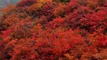 济南周边超级火爆的自驾游赏红叶免费路线#满山遍野映山红 #济南的秋色也很美 #只属于秋季的浪漫 #红