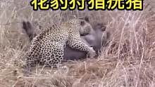 花豹狩猎疣猪不料被二狗子一搅和被其逃脱#动物世界 #精彩片段 #花豹 #疣猪 #热门 