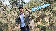 农村创业：深山里的油茶籽今天开始采摘，看干旱过后的收成如何