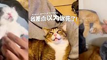 #我差点以为我家猫死了!
