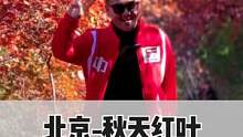 北京秋天红叶真的太美了，怎么看也看不够#北京金秋玩耍好去处 #去欣赏秋天的颜色吧 #一起去看看北京浪
