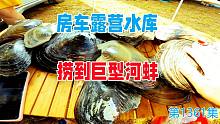房车露营水库捞到巨型河蚌，打开一看瞬间惊艳了