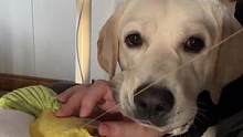 麻麻，这是我最爱的玩具，要帮我修好哦。#拉布拉多日记 #可爱到爆炸 #治愈系