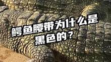 鳄鱼腰带为什么是黑色的？#鳄珍 #鳄鱼 #鳄鱼养殖场