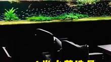 2000条宝莲灯4米草缸群游的魅力#养鱼养心 #水草缸 #南美缸 #养鱼日记 #玻璃缸中的大自然