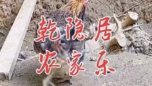 你见过一群鸡打群架么？这个脚都被打瘸了，还要加入#原生态乡村生活 #乾隐居原生态农庄 #生活的烟火气