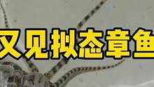 又见拟态章鱼 #拟态章鱼 #frank的私人水族馆