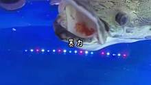 巨物的震撼，猛鱼进食！#观赏鱼#水族#养鱼人#巨骨舌鱼#猛鱼