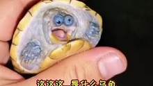 这龟的眼神中充满了智慧，笑不活了#娱乐评论大赏