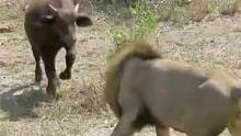 雄狮狩猎小牛，小牛有勇有谋以攻为守，吓得雄狮连连后退！#动物世界 