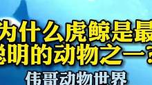 为什么虎鲸是最聪明的动物之一？#万物皆有灵性 #萌宠 #原创视频 #科普