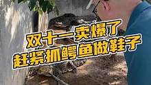 双十一皮鞋皮带卖爆仓了。赶紧抓鳄鱼送去做鞋子做腰带。#鳄珍 #鳄鱼 #鳄鱼养殖场