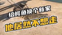 给鳄鱼换个新家，他居然不想走。#鳄珍 #鳄鱼 #鳄鱼养殖