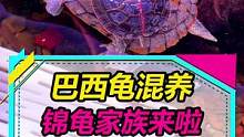 巴西龟混养缸之锦龟家族来啦~