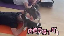 哪里有这样的#瑜伽馆！！我第一个去！#狗狗 #萌宠 #夏日娱评嘉年华 
