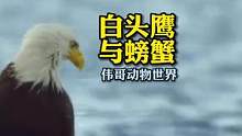 白头鹰大意了…#动物世界 #难得一见