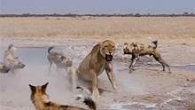 年迈母狮大战野狗群，单挑野狗丝毫不怂，野狗能否战胜高龄母狮？#动物世界 