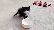 这只小流浪猫还会示意你给它加饭