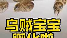 乌贼宝宝孵化了 #乌贼 #蟹奴 #蟹坚强 #frank的私人水族馆