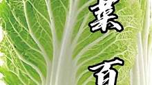 您可以把这个视频看做一个小预告，我们会在这个合集中陆续发布一些关于白菜的视频。如果您有感兴趣的食材也