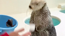 鸟羽市鸟羽水族馆的海獭Kira酱学会了新技能---空中接物！