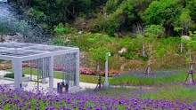 不只是薰衣草是紫色的，位于东坪山步行道的梅海花台紫色的马尾辫草开的正旺，开车可直接导航东坪山社公交站