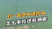 我一直想不通鳄鱼怎么不吃这些鱼呢#鳄珍