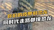 你们的皮带和恐龙同时代，走路都像恐龙#鳄珍