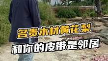 名贵木材黄花梨和你的皮带是邻居#鳄珍