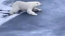 遇到薄薄的冰面该怎么过去呢？不要慌，#北极熊自有它的办法...