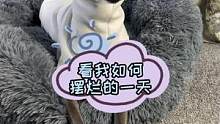 看看一只小狗如何摆烂#萌宠好物 #萌宠推荐官 #狗