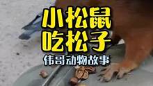 解压视频，小松鼠吃松子，它一共吃了多少颗？#万物皆有灵性 #治愈系 #萌宠 #人与动物和谐共处