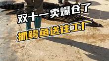 双十一卖爆仓了，抓鳄鱼送往工厂#鳄珍 #鳄鱼 #鳄鱼养殖场