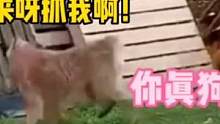 终于知道这种生物为啥叫狗了！#搞笑动物配音 