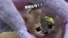 小猫咪到底喜欢什么样的麻袋呀#猫咪的迷惑行为 #小奶猫的成长日记 #米努特矮脚猫 #曼基康矮脚
