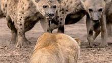 渥太华母狮以一敌四，单杀鬣狗，吓得鬣狗肝颤不已！#动物世界 