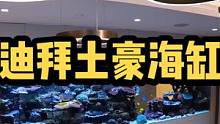 看看迪拜4000升水体的土豪玩法海缸！#海缸日记 #海水鱼珊瑚 #海洋生物 #玻璃缸中的大自然 #小