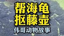 小海龟向人求助帮海龟抠藤壶，藤壶如何烹饪？#解压视频 #治愈系 #人与动物和谐共处 #藤壶