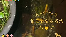 金元宝定水成功