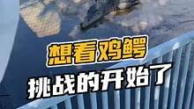想看鸡鳄挑战的开始了，精彩的话点赞#鳄珍 