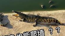 原来鳄鱼也能爬墙，涨知识了！#鳄珍 