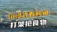 沉浸式看鳄鱼打架抢食物#鳄珍 