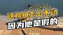 这鳄鱼为什么都不动，因为是假鳄鱼#鳄珍 