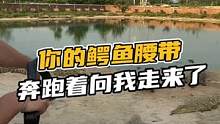 你的鳄鱼腰带奔跑着向我走来了#鳄珍