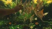 养鱼的惬意生活，埃及神仙真听话#南美缸 #南美缸造景 #养鱼日记 #埃及神仙鱼 #水草缸