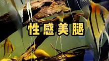 这可是没有开美颜的长腿特效……
#观赏鱼 #南美缸 #鱼缸里的大自然 #热带鱼