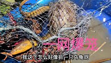 一网下去看逮到些什么好东西，居然还有乌龟，过分了