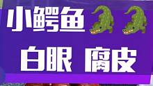我的小鳄鱼白眼腐皮了怎么办？ #鳄鱼白眼腐皮#白眼病#腐皮#小鳄鱼